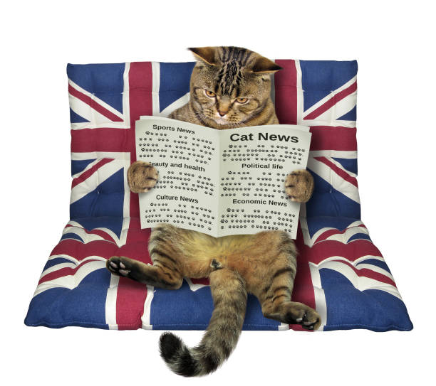 cat with a newspaper on an airbed - mattress newspaper reading bed imagens e fotografias de stock
