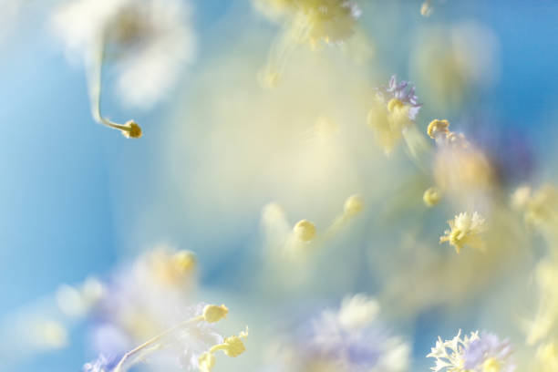 istock Cosmos flower and the sky 998972794