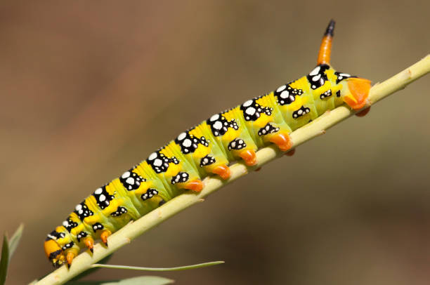 istock Green yellow butterfly caterpillar 998973172