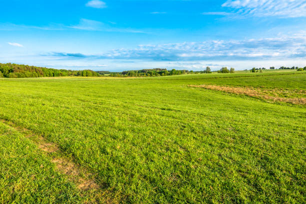 istock Spring meadow landscape, green grass and blue sky with trees on horizon 998975846
