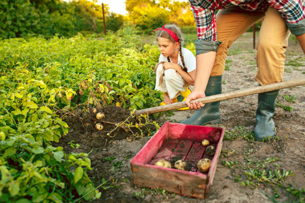 farming, gardening, agriculture and people concept - young man planting potatoes at garden or farm - young potatoes imagens e fotografias de stock