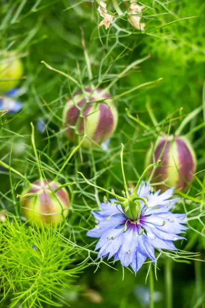 Nigella Damascena, Love-in-a-Mist, Devil in a Bush June flower with seed-heads in the background