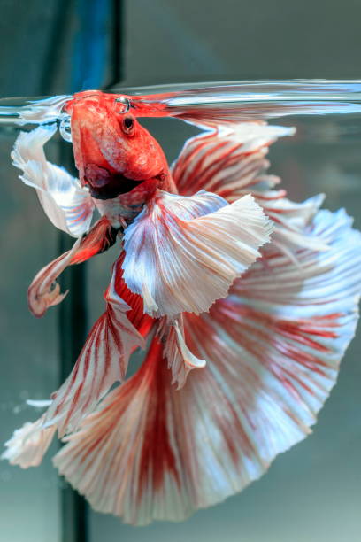 istock Fighting fish , beautiful fish , Beautiful colour.Siamese fighting fish.01 998976912