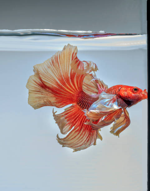 istock Fighting fish , beautiful fish , Beautiful colour.Siamese fighting fish.01 998979004