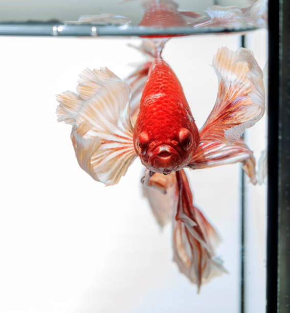 istock Fighting fish , beautiful fish , Beautiful colour.Siamese fighting fish.01 998979090