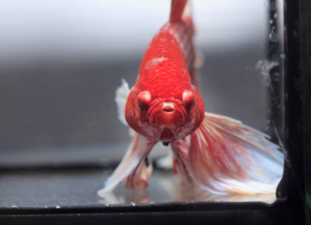 istock Fighting fish , beautiful fish , Beautiful colour.Siamese fighting fish.01 998979218