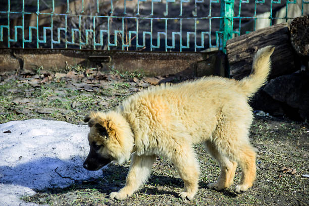 istock beautiful fluffy beige puppy 998984392