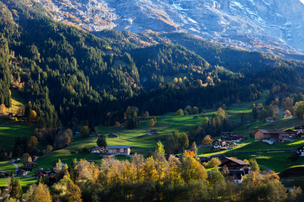 Golden Hillside, Grindelwald, Switzerland stock photo