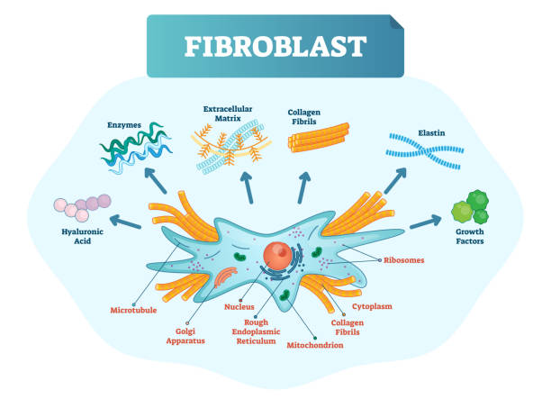 ilustracja wektorowa fibroblastów. schemat z aparatem pozakomórkowym, fibrylami kolagenowymi, elastyną, kwasem hialuronowym, mikrotubulą, aparatem golgi, jądrem i rybosomy. - computer language illustrations stock illustrations