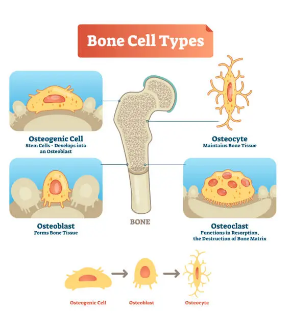Vector illustration of Vector illustration bone cell types diagram. Scheme of osteogenic cell, osteoblast, osteocyte. Medical visualization of stem cells, bone tissue and resorption.