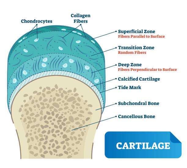 Cartilage vector illustration. Scheme of chondrocytes, collagen fibers, calcified, subchondral and cancellous bone. Diagram of superficial, transition zone. Cartilage vector illustration. Medical scheme of chondrocytes, collagen fibers, calcified cartilage, tide mark, subchondral and cancellous bone. Diagram of superficial, transition and deep zone. tissue anatomy stock illustrations