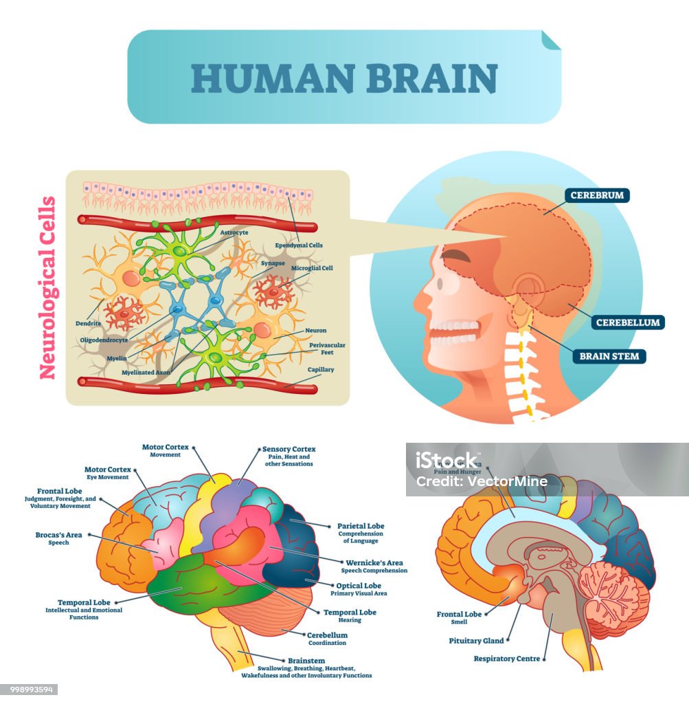Brain vector illustration. Medical educational scheme with neurological cells closeup. Silhouette with cerebrum, cerebellum and stem. Cortex and lobe diagram. Brain vector illustration. Medical educational scheme with neurological cells closeup. Silhouette with cerebrum, cerebellum and stem. Cortex, lobe, respiratory, pituitary gland and wernickes diagram. Anatomy stock vector