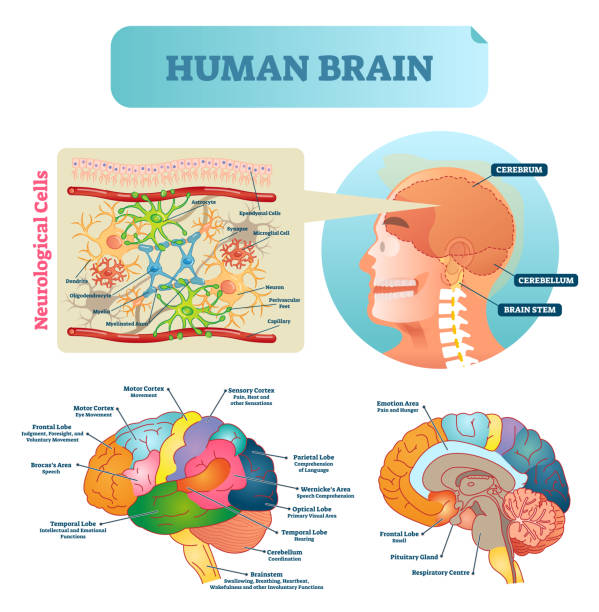 Brain vector illustration. Medical educational scheme with neurological cells closeup. Silhouette with cerebrum, cerebellum and stem. Cortex and lobe diagram. Brain vector illustration. Medical educational scheme with neurological cells closeup. Silhouette with cerebrum, cerebellum and stem. Cortex, lobe, respiratory, pituitary gland and wernickes diagram. human brain anatomy stock illustrations