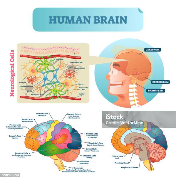 Brain Vector Illustration Medical Educational Scheme With Neurological Cells Closeup Silhouette With Cerebrum Cerebellum And Stem Cortex And Lobe Diagram Stock Illustration - Download Image Now