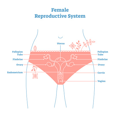 Artistic style female reproductive system vector illustration educational poster. Health and medicine labeled diagram,female sexual organ cross section.