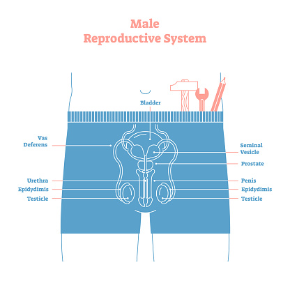 Artistic style male reproductive system vector illustration educational poster. Health and medicine labeled diagram,male sexual organ cross section.