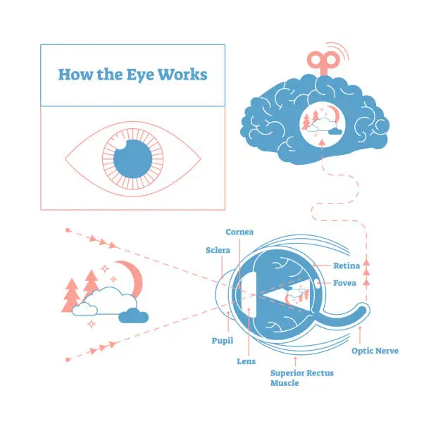 Vector illustration of How the eye works medical scheme poster, elegant and minimal vector illustration, eye - brain labeled structure diagram. Stylized and artistic medical design poster.