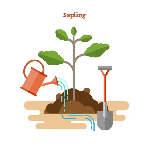 Vector illustration of Flat vector illustration with sapling process. Drawn gardening and seedling with green sprout, watering can and shovel in dirt and soil. Ecological botany basic