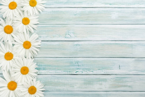 istock Garden chamomile flowers on wooden background 998997940