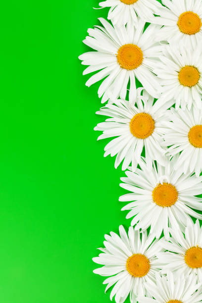 istock Garden chamomile flowers 999000146
