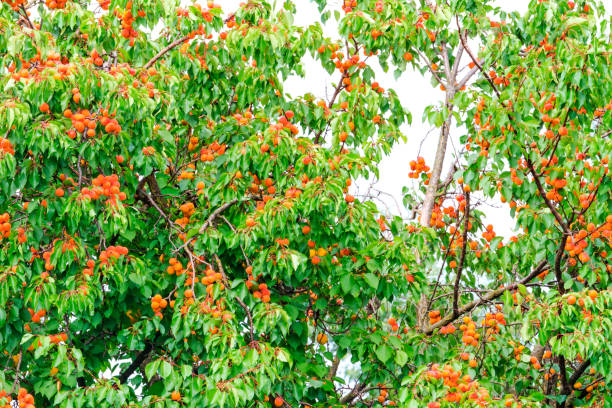 спелые оранжевые абрикосы на дереве - dirtroad стоковые фото и изображения