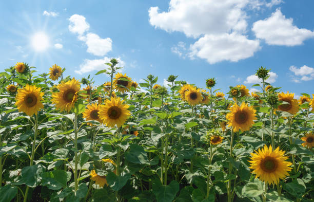 istock Sunflowers in the sunshine 999005860