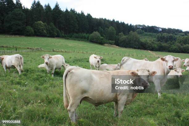 S Riko Sapi Sapi Sapi Muda Sapi Muda Ternak Charolais Daging Sapi Foto Stok - Unduh ...