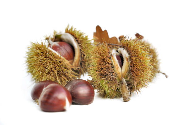 istock sweet chestnuts isolated 999011058