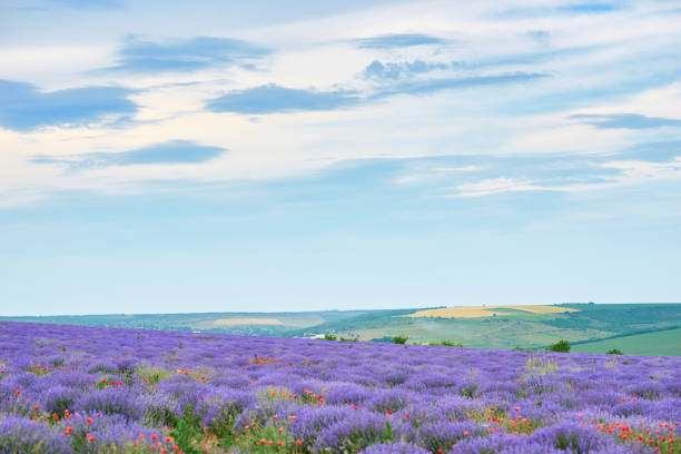 лавандовое поле с цветами мака, к�расивый летний пейзаж - horizon sky blue poppy стоковые фото и изображения