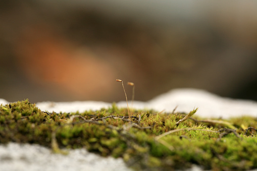 Sandstone covered with moss in the garden. Shady and damp alley. Macro photography.