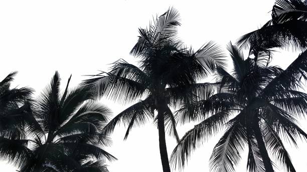istock Palm leaves isolated  on white background 999013852