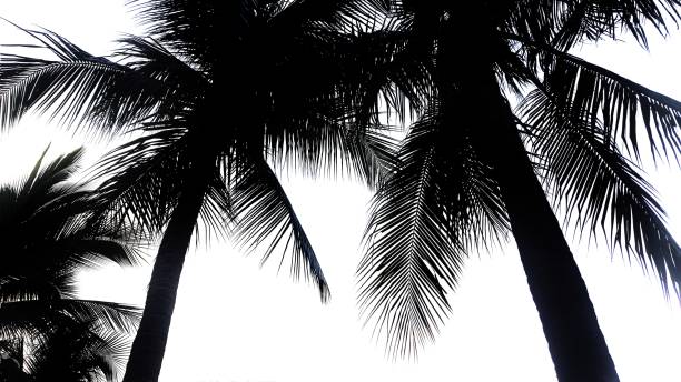 istock Palm leaves isolated  on white background 999014080