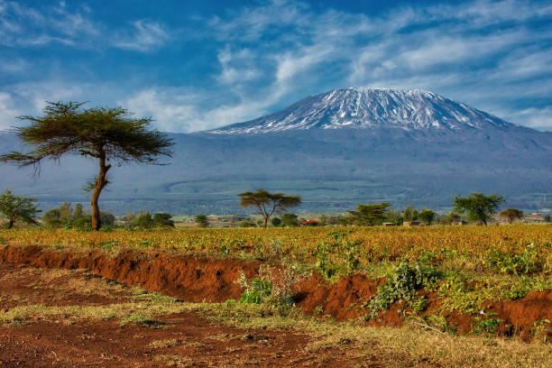 Mount Kilimanjaro with Acacia