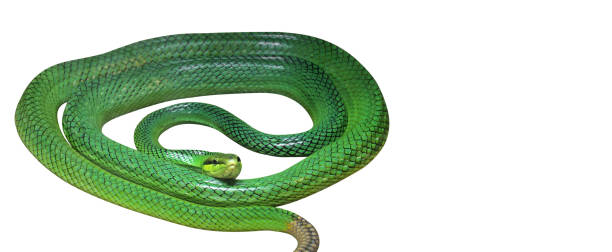 istock Red-Tailed Green Ratsnake Coiled Isolated on White Background with Clipping Path and Space 999022174