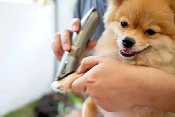 Photo of Male groomer haircut Pomeranian dog on the table of outdoor. process of final shearing of a dog's hair with scissors