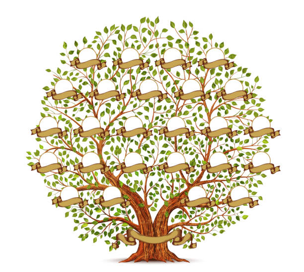 szablon drzewa genealogicznego vintage ilustracja - tree root family tree family stock illustrations