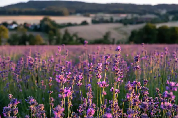 A small lavender field in Germany