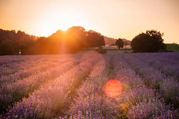 A small lavender field in Germany