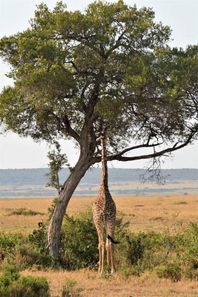 istock African animal bottoms - giraffe 999033730