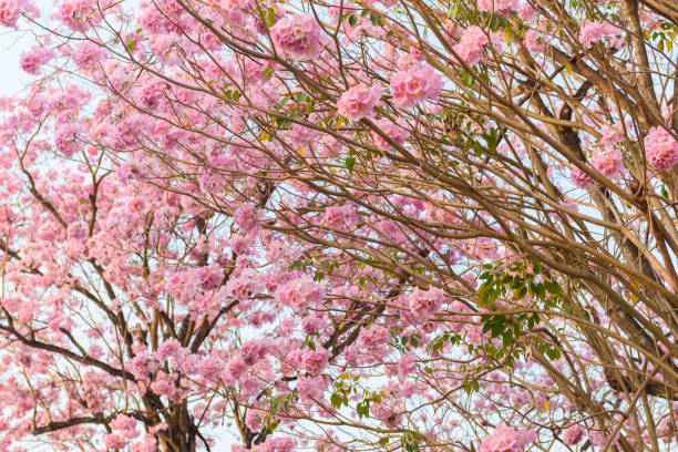 istock Tabebuia rosea is a Pink Flower neotropical tree 999034226