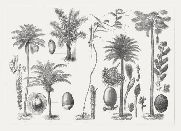 Varios palm trees, wood engravings, published around 1895 Palm trees: 1) Coconut tree (Cocos nucifera) with fruit spike (left) and opened nut; 2) Sugar palm (Arenga pinnata) with nut; 3) Attalea with nut; 4) Rattan palm (Calamus latispinus, or Rotang latispinus) with stem part with thorns (right) and a detail of the petiole should (top) ; 5) Date palm (Phoenix dactylifera) with male and female inflorescence and blossom (right), fruit spike and date fruit (left); 6) Moriche palm (Mauritia flexuosa) with inflorescence and fruit. Wood engravings, published around 1895. fruit of coconut tree stock illustrations