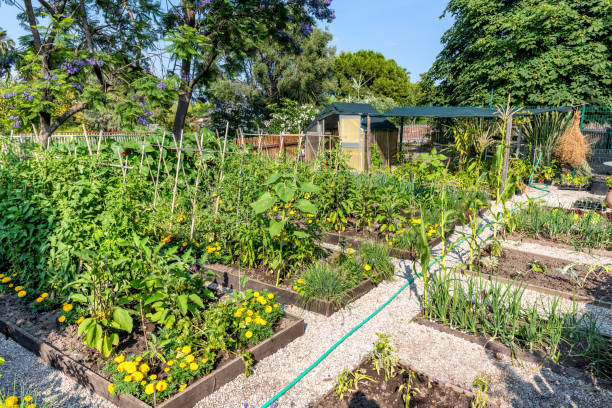 jardin potager - eggplant vegetable vegetable garden plant photos et images de collection