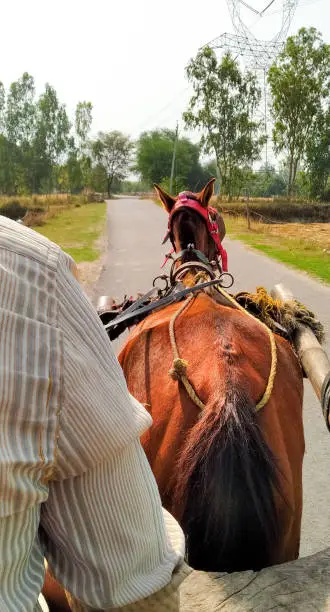 Here is horse with a carriage going through green trees and harsh sunny day over a road in a village is one the medium of transportation in rural area of India