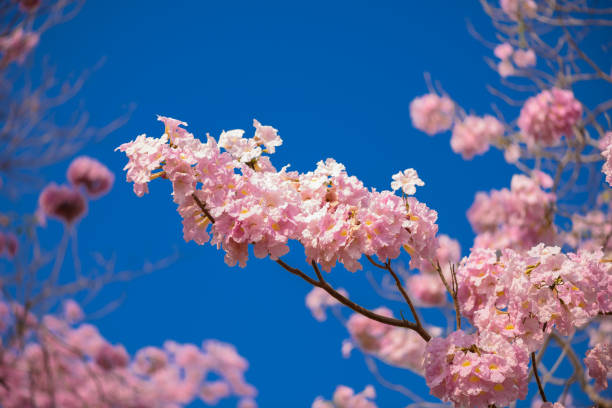 istock Tabebuia rosea is a Pink Flower neotropical tree and blue sky 999050838