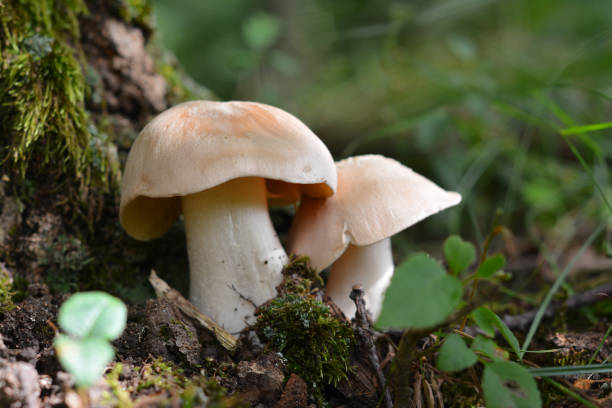 istock entoloma sinuatum mushroom 999053676