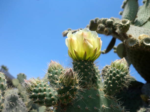 istock Cactus plant flower yellow color 999053742