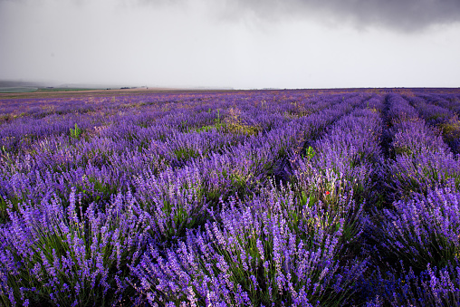 Lavender field in Crimea during a stormy day.