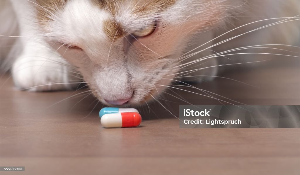 Cute Chat tigré renifle sur capsules de médecine. - Photo de Matière nocive libre de droits