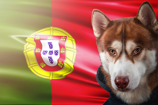 Patriotic dog proudly in front of Portugal state flag. Portrait siberian husky in sweatshirt in the rays of bright sun. National celebration concept.