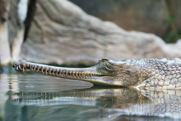 istock Gavial reflecting in water 999070542